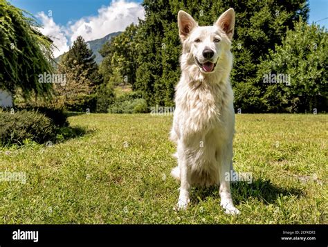 Perros En Blanco Fotografías E Imágenes De Alta Resolución Alamy