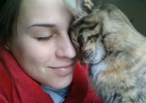 12 Cats That Really Love Their Humans Page 2 Of 12 Animals Look