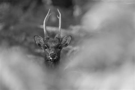 Sika Deer Cervus Nippon Matt Mears Flickr