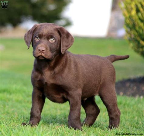 Chocolate Labrador Retriever Puppies For Sale Greenfield Puppies