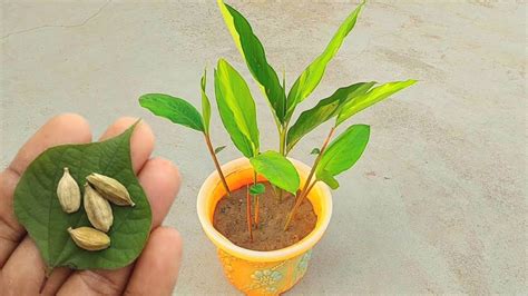 Grow Cardamom From Seeds How To Grow Cardamom Plant From Seed Youtube