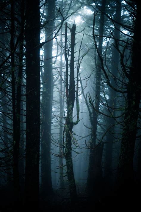 Dark Forest Scenery Forest