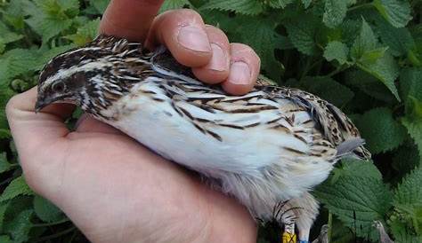 European quail, male (Coturnix coturnix) from breeding 2020. – Birds
