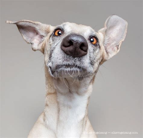 Funny Dog Portraits Honden Schattige Dieren Dieren