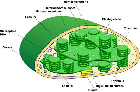 Plastids Definition Structure Types Functions And Diagram