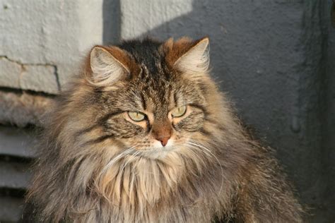 無料画像 可愛い ネコ 哺乳類 動物相 ペット ウィスカー 脊椎動物 シベリア人 かわいいねこ メインクーン 猫の顔