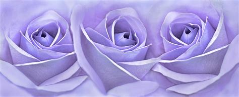 Three Roses Lavender Floral Photograph By Jennie Marie Schell Pixels