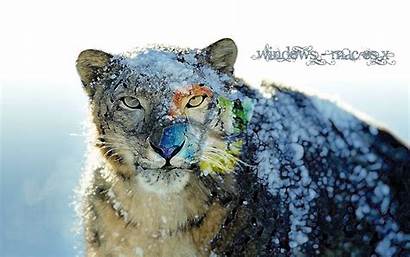 Leopard Snow Mac Os Wallpapers Backgrounds Windows