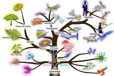 Diagram And Mnemonic Of Tree Of Life And Distant Ancestry