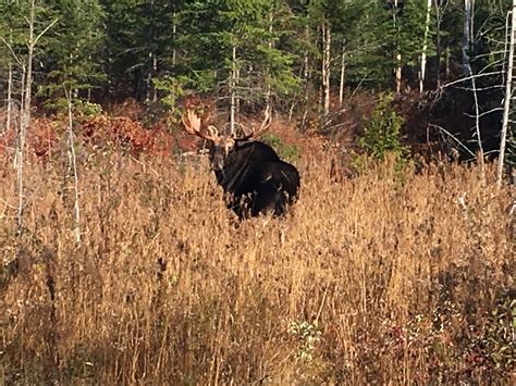 Northern Maine Moose Hunting Guide Spaulding Lake Outfitters