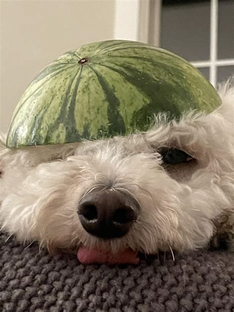 Psbattle Water Melon Dog Rphotoshopbattles