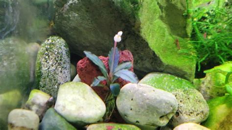 Bucephalandra Flowering Underwater Youtube