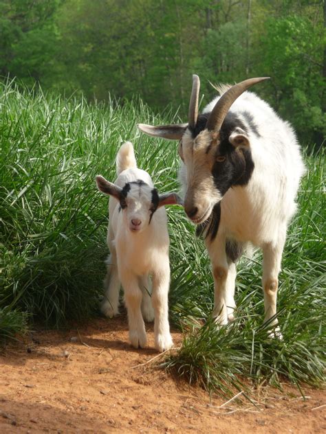 Spring Saanen Goats Artofit