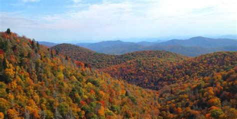 Coniferae pada umumnya berumah satu karena memiliki dua jenis konus,jantan dan. √ BIOMA - Pengertian, Ciri, Jenis, Fungsi, Karakteristik ...