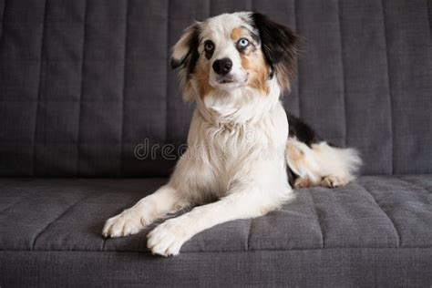 Cute Australian Shepherd Blue Merle Dog Different Colours Eyes On Couch