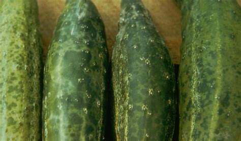 Cucumber Diseases And Pests Description Uses Propagation