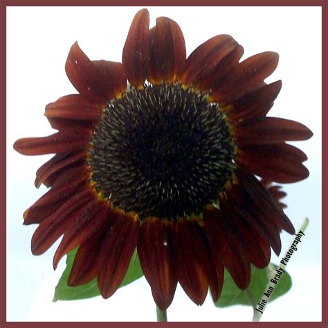 Julie Ann Brady Blog On Chianti Hybrid Sunflowers
