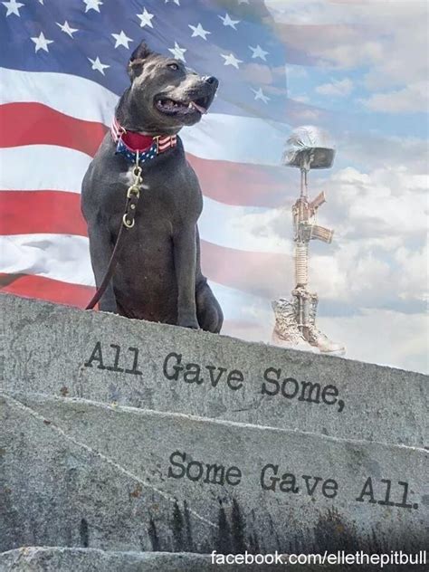 Pin By Pam Forbes On Memorial Dayveterans Day War Dogs Military