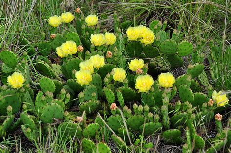 When and how often to water. Opuntia humifusa - Creeping Pear -- Discover Life