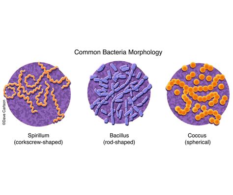 different types of bacteria shapes and info wasmeister