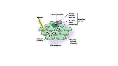 What Are The Parts Of The Photosystem