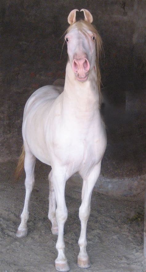 We review all the online casinos and betting sites in india to provide our visitors a clear overview about everything. Marwari horse (indigenous horses of india): July 2010 ...