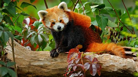 How Many Red Pandas Are Left In The Wild