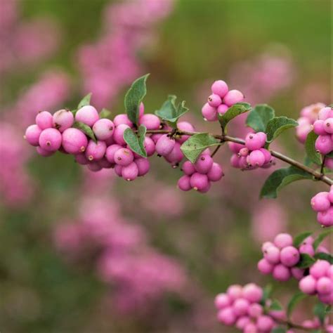 Candy Coralberry