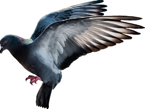 مجموعه تصاویر کبوتر Png رایگان Pigeon Png ضیاءالصالحین