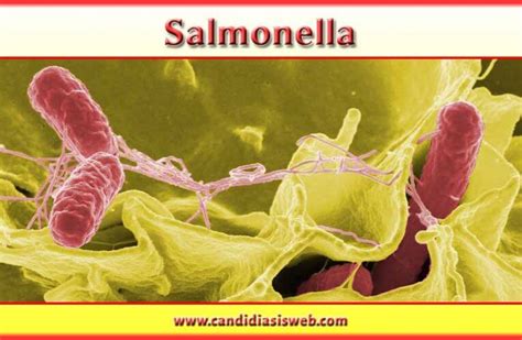 Salmonella infection can be detected by testing a sample of your stool. Autoridades de Salud de la Ciudad de Chicago alertan por ...