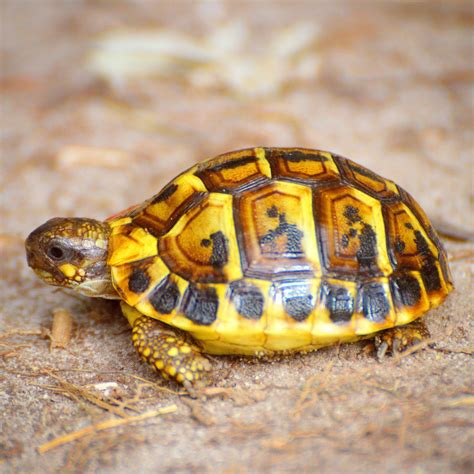 Hermanns Tortoise Natural History