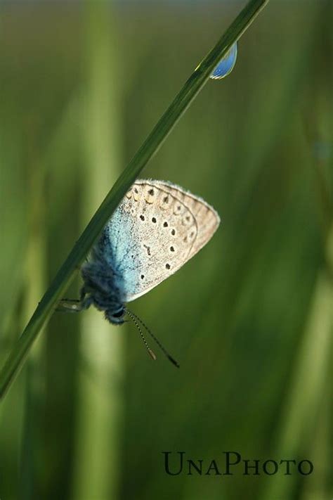 Good Morning Postcard For Postcross Lovers The Common Blue Butterfly
