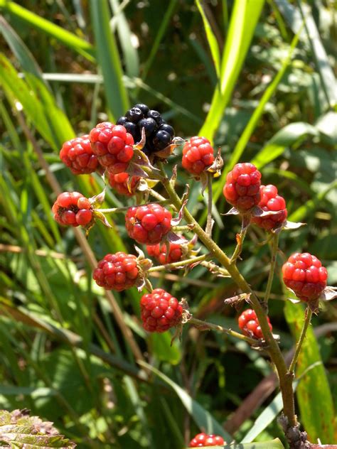 Rubus Argutus Southern Blackberry Go Botany