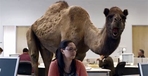 Keep calm because hump day camel says it's tgif by moi. Surviving the week thanks to the Geico camel commercial