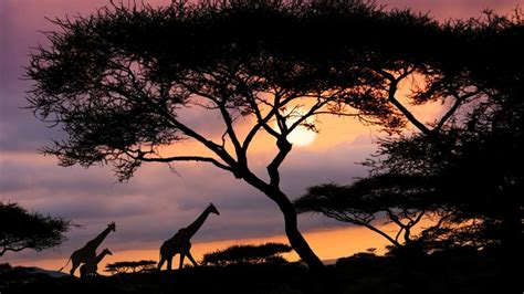 African Safari Sunset Serengeti National Park Tanzania Windows