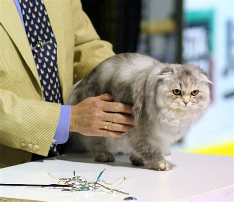 They may be used by those companies to build a profile of your interests and show you relevant adverts on other sites. Show cat - Wikipedia