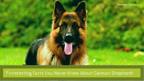 7 Interesting Facts About German Shepherd That You Never Knew Flaming