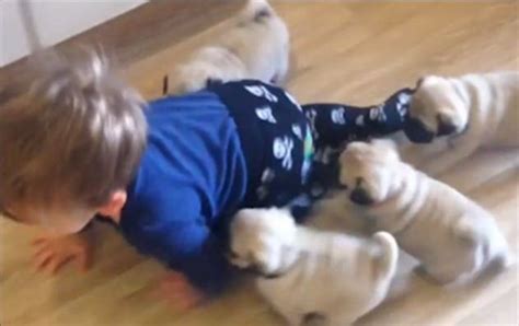 Video 7 Week Old Pug Puppies Chase Toddler Around Like Hes Their