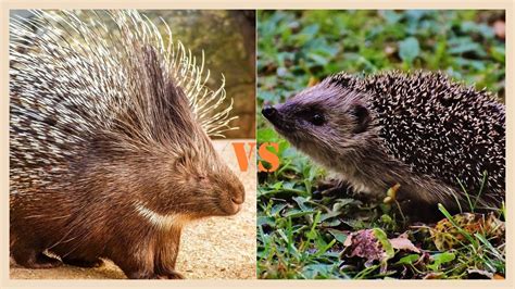 Porcupine Vs Hedgehog Sounds Differences Between Hedgehog And