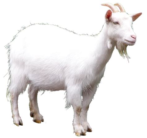 White Goat Png Image Purepng Free Transparent Cc0 Png Image Library
