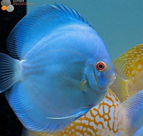 Pin By Kamaludin Arif On Cantiknya Ikan Ikan Hias Fish Aquarium