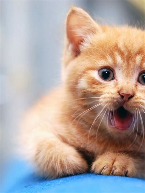 60 amazing animal iphone wallpaper free to download cats cat. Cat HD Mobile Wallpapers - Wallpaper Cave