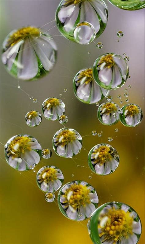 Pin By Kari Cooper On Flowers Water Photography Nature Photography