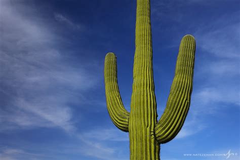 Sonoran Sentinel Saguaro Cactus Saguaro National Park Arizona