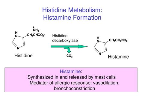 Ppt Amino Acid Metabolism Powerpoint Presentation Free Download Id