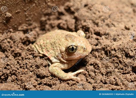 The Frog Burrows Into The Ground Stock Image Image Of Closeup