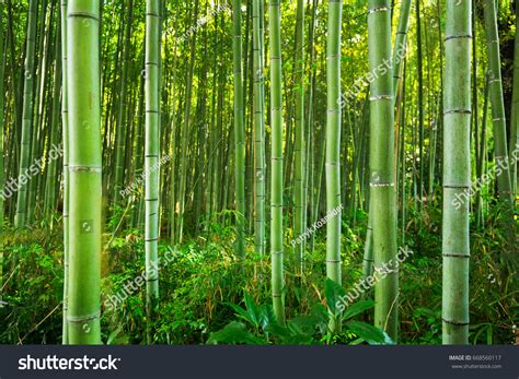 Top More Than Bamboo Forest Wallpaper Super Hot Songngunhatanh Edu Vn