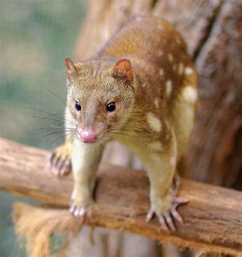 Meet One Of Australia And Tasmanias Fiercest Marsupial Quoll Rare
