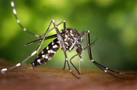 Saúde Divulga Número De Focos De Mosquito Aedes Aegypti Em Bairros De