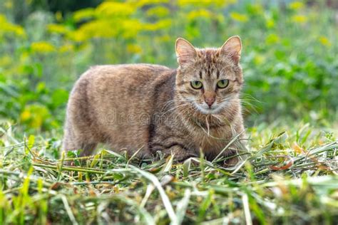 A Brown Tabby Cat Walks In The Garden On The Mowed Grass The Cat Is On